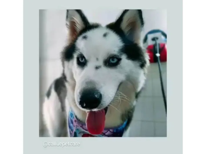 Cachorro ra a Husky Siberiano idade 2 anos nome Kiara 