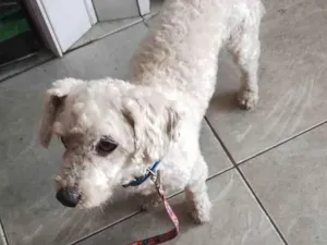 Cachorro raça Poodle idade 4 anos nome Boby