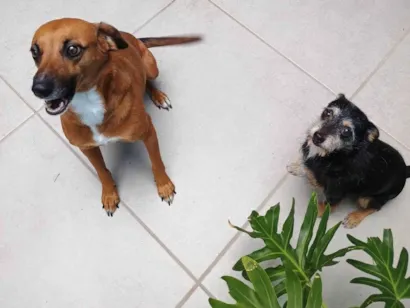 Cachorro raça SRD-ViraLata idade 3 anos nome Pink e Pingo