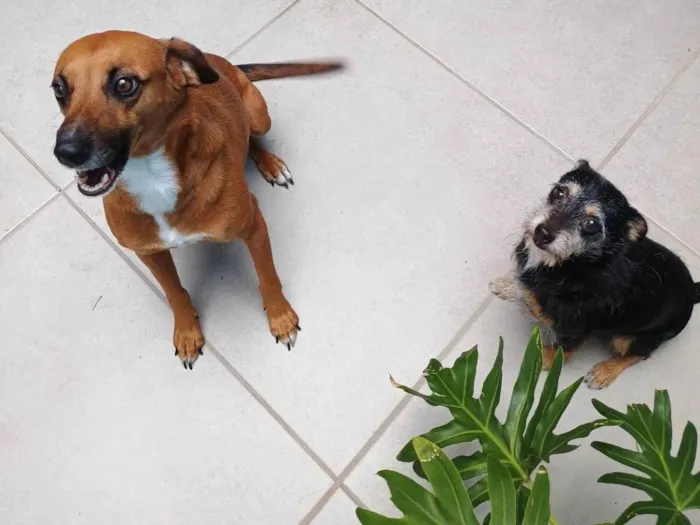 Cachorro ra a SRD-ViraLata idade 3 anos nome Pink e Pingo