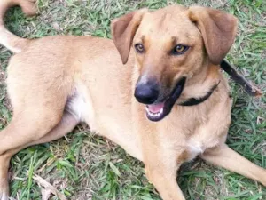 Cachorro raça SRD-ViraLata idade 1 ano nome Paz