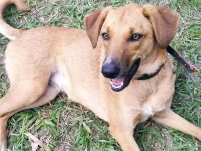Cachorro raça SRD-ViraLata idade 1 ano nome Paz