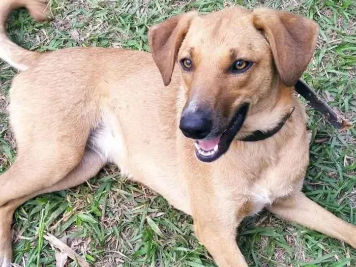 Cachorro ra a SRD-ViraLata idade 1 ano nome Paz