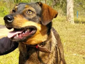 Cachorro raça SRD-ViraLata idade 1 ano nome Shanti