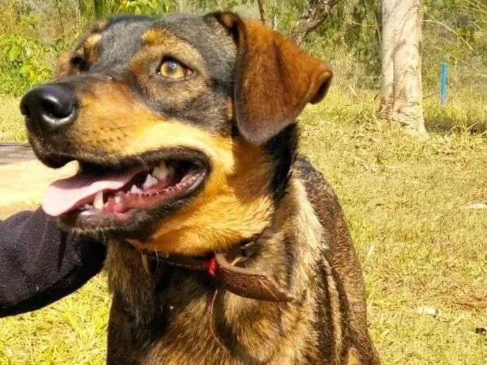 Cachorro ra a SRD-ViraLata idade 1 ano nome Shanti