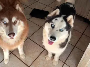 Cachorro raça Husky Siberiano idade 2 a 6 meses nome Hunter 