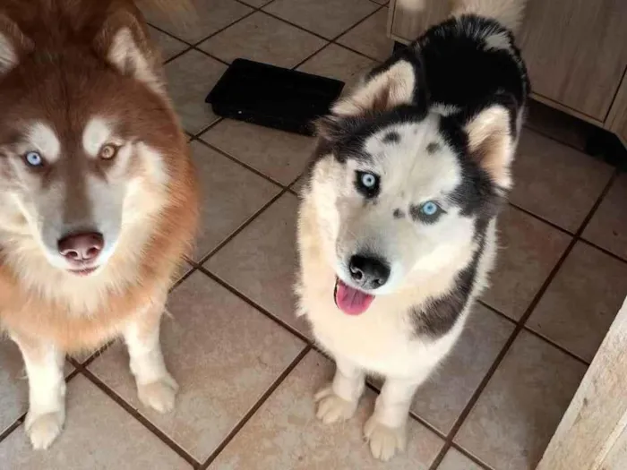 Cachorro ra a Husky Siberiano idade 2 a 6 meses nome Hunter 