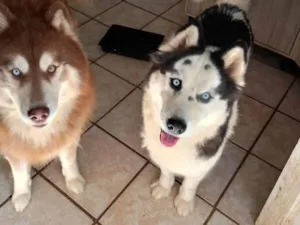 Cachorro raça Husky Siberiano idade 2 anos nome Kiara 