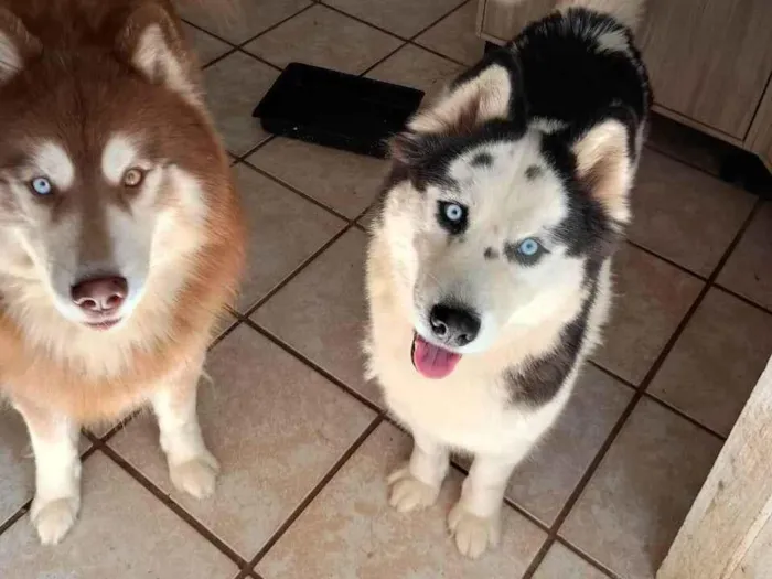 Cachorro ra a Husky Siberiano idade 2 anos nome Kiara 