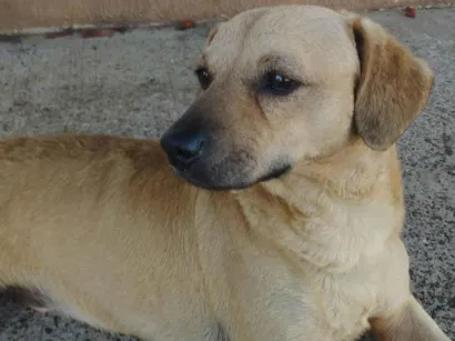 Cachorro raça SRD-ViraLata idade 7 a 11 meses nome Mike