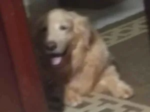 Cachorro raça Labrador idade 6 ou mais anos nome Lulu