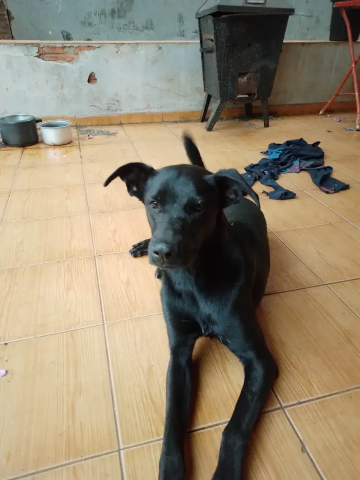 Cachorro ra a SRD-ViraLata idade 7 a 11 meses nome Sem nome