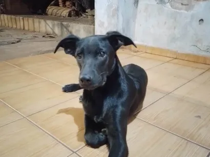 Cachorro raça SRD-ViraLata idade 7 a 11 meses nome Sem nome