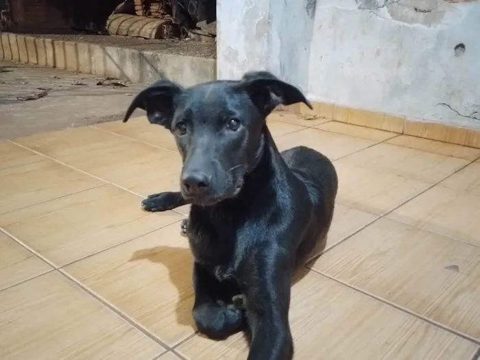 Cachorro ra a SRD-ViraLata idade 7 a 11 meses nome Sem nome