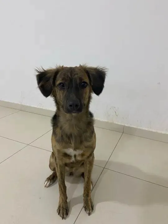 Cachorro ra a SRD-ViraLata idade 7 a 11 meses nome Bela