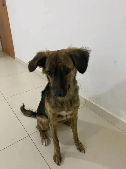 Cachorro ra a SRD-ViraLata idade 7 a 11 meses nome Bela