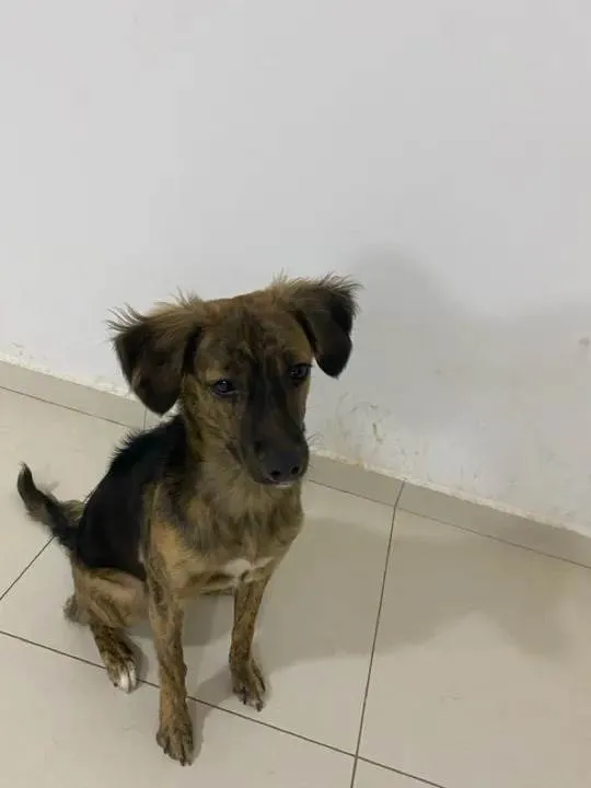 Cachorro ra a SRD-ViraLata idade 7 a 11 meses nome Bela