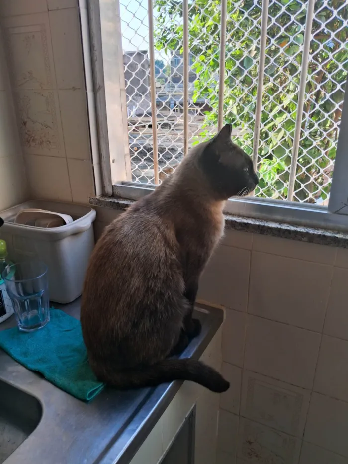 Gato ra a Siamês idade 1 ano nome Amendoim 