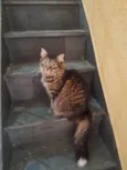 BIBI