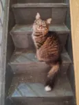 BIBI