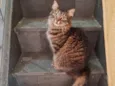 BIBI