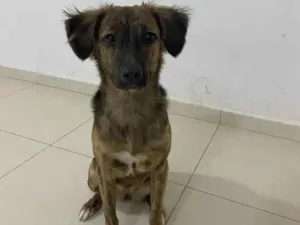 Cachorro raça SRD-ViraLata idade 7 a 11 meses nome Bela