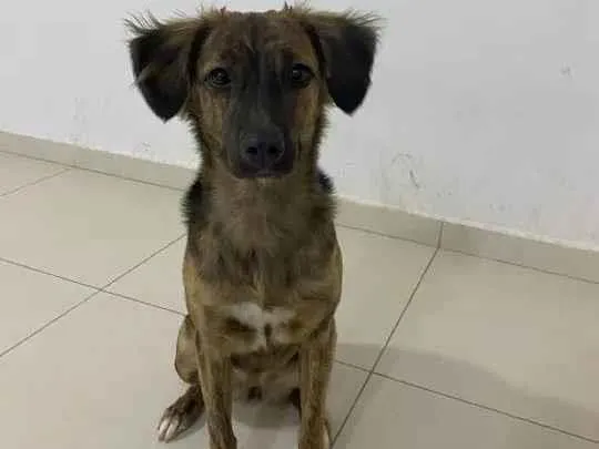 Cachorro ra a SRD-ViraLata idade 7 a 11 meses nome Bela