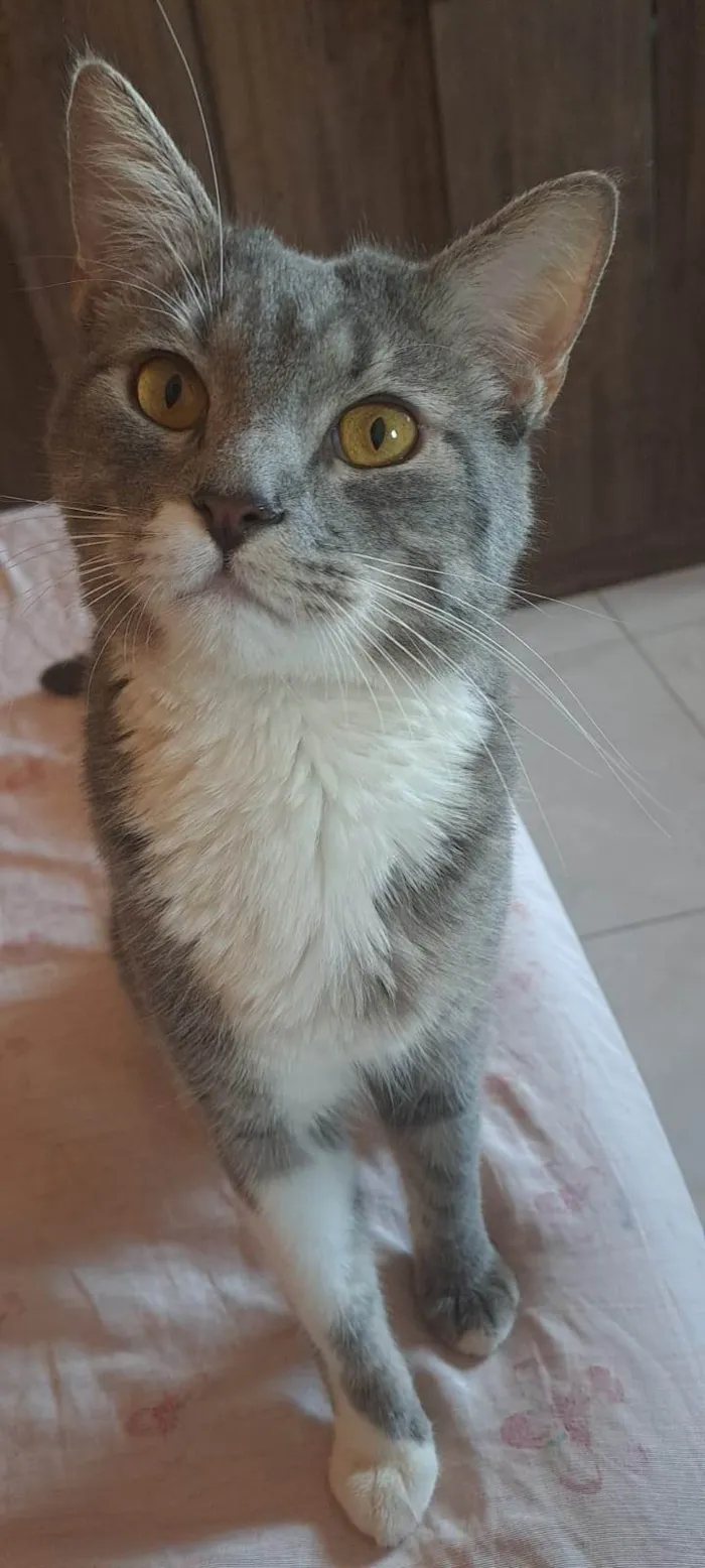 Gato ra a SRD-ViraLata idade 1 ano nome Tom Leonardo 