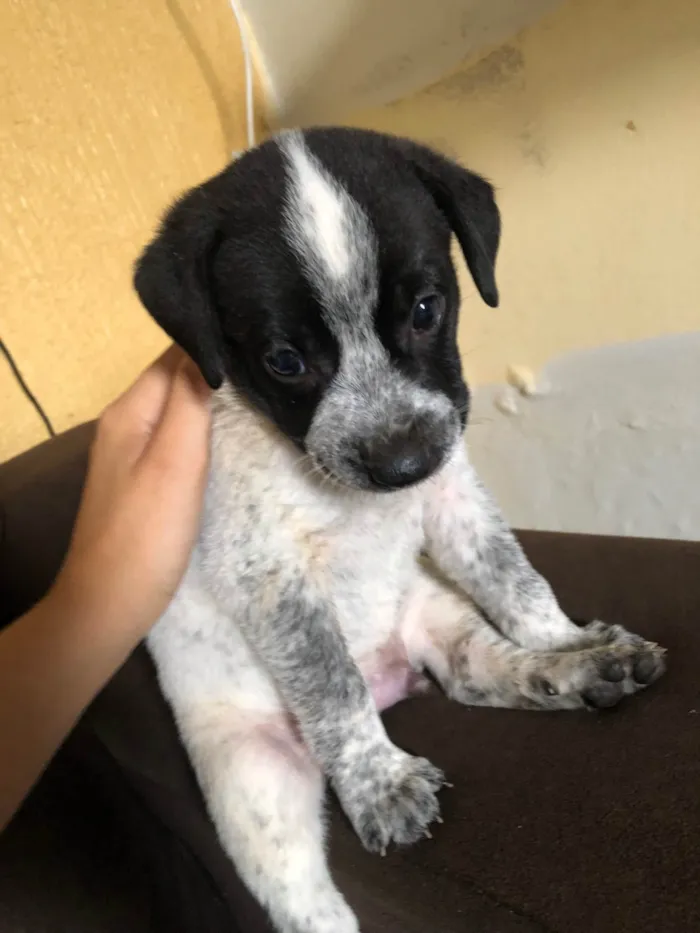 Cachorro ra a SRD-ViraLata idade 2 a 6 meses nome Fred 