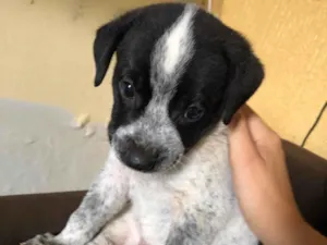 Cachorro raça SRD-ViraLata idade 2 a 6 meses nome Fred 