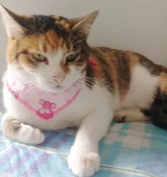 Gato ra a SRD-ViraLata idade 2 anos nome TRICOLORZINHA