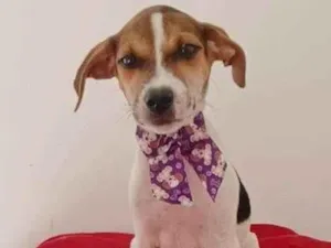 Cachorro raça SRD-ViraLata idade 2 a 6 meses nome PURPLE FÊMEA