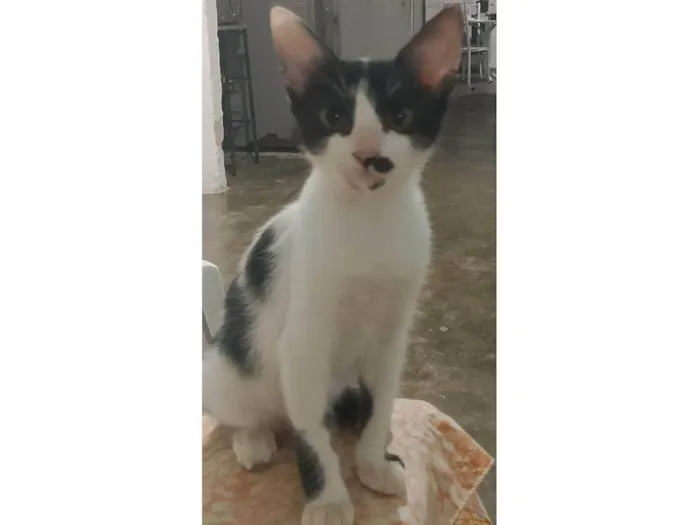 Gato ra a SRD-ViraLata idade 7 a 11 meses nome Sem nome