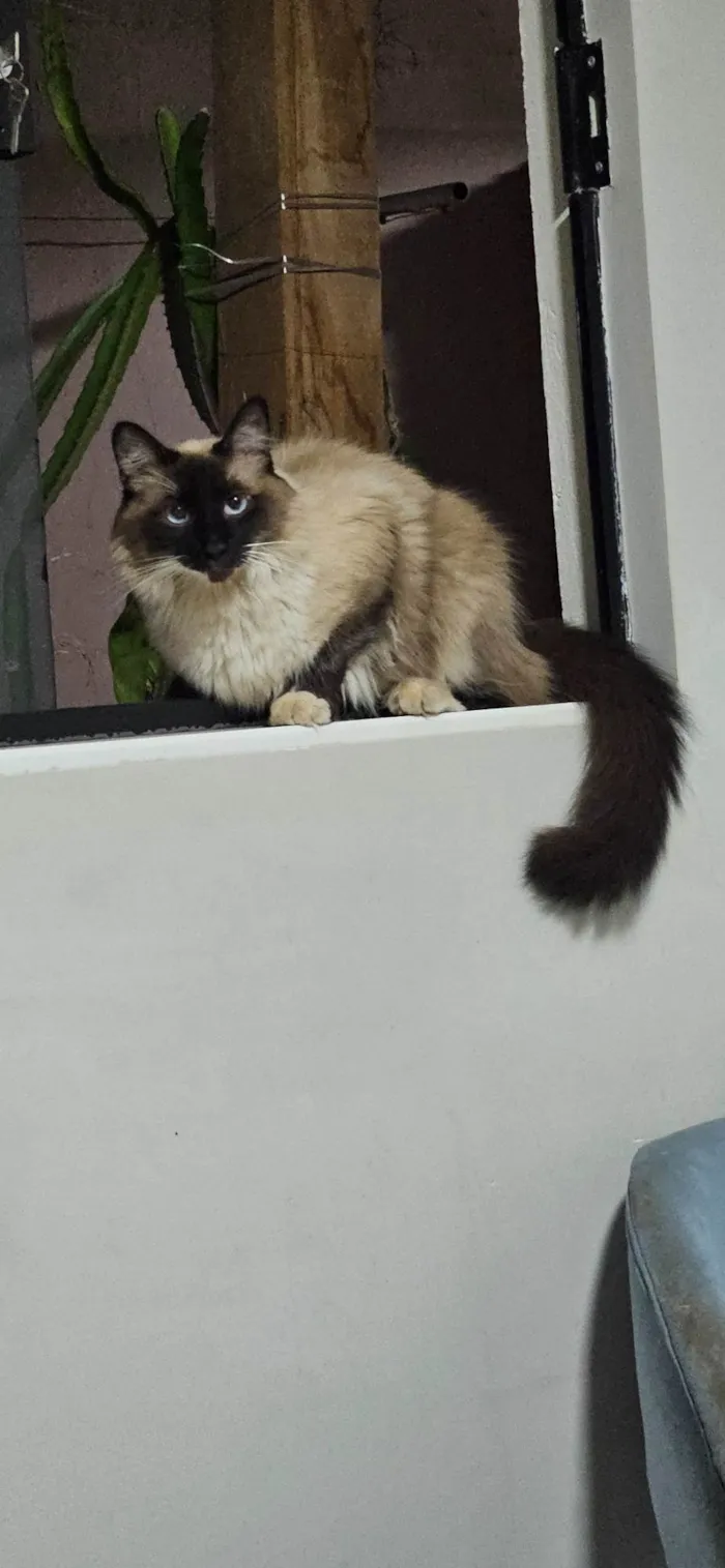 Gato ra a Siamês idade 3 anos nome Jake