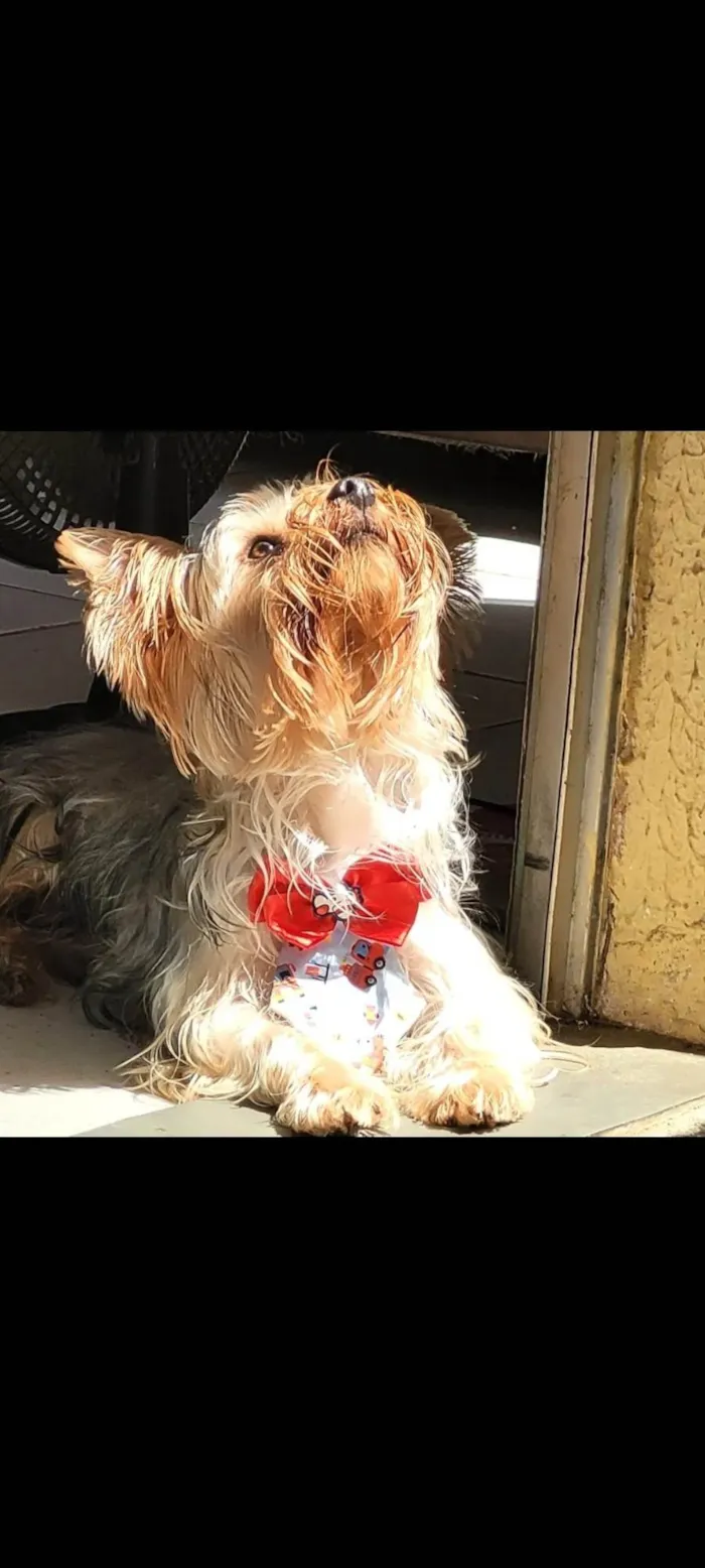 Cachorro ra a Yorkshire idade 3 anos nome Floki