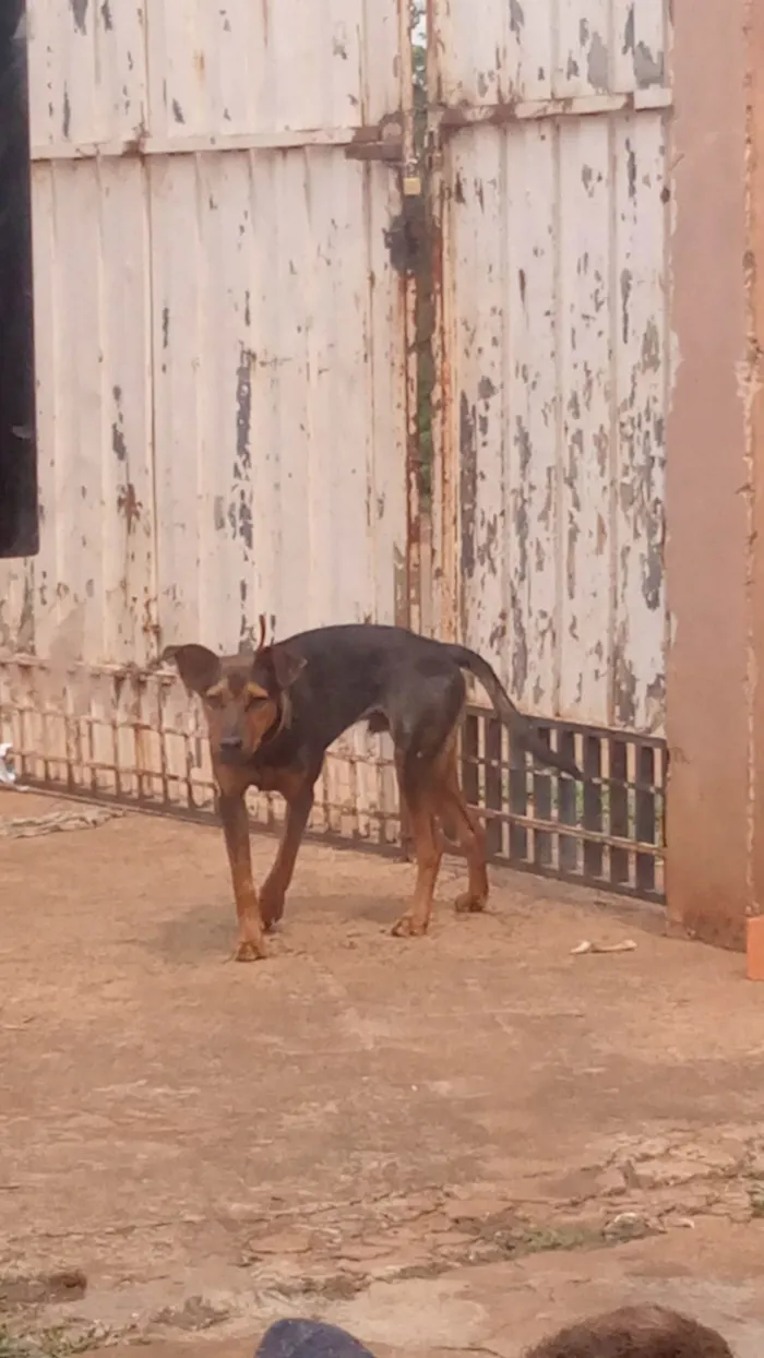 Cachorro ra a SRD-ViraLata idade 7 a 11 meses nome Thor