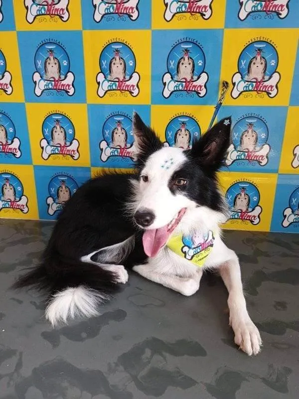 Cachorro ra a Setter idade 1 ano nome Tekila 