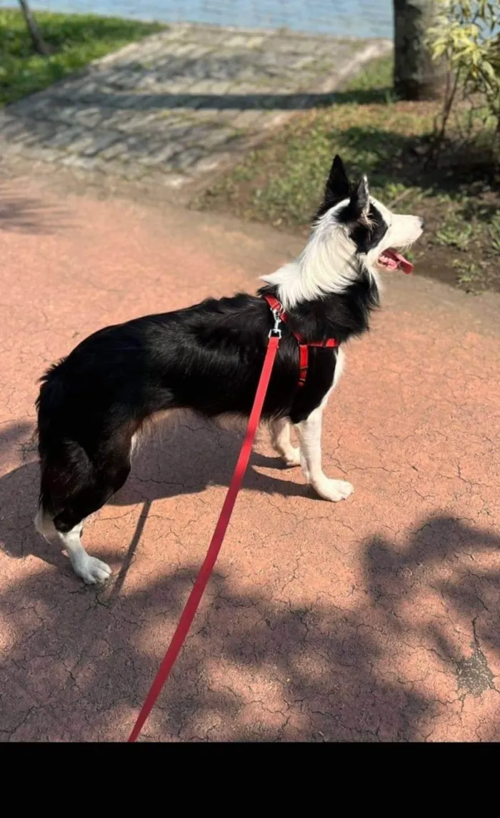 Cachorro ra a Setter idade 1 ano nome Tekila 