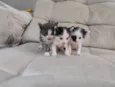 Gatinhos filhotes