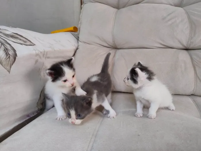 Gato ra a SRD-ViraLata idade Abaixo de 2 meses nome Gatinhos filhotes