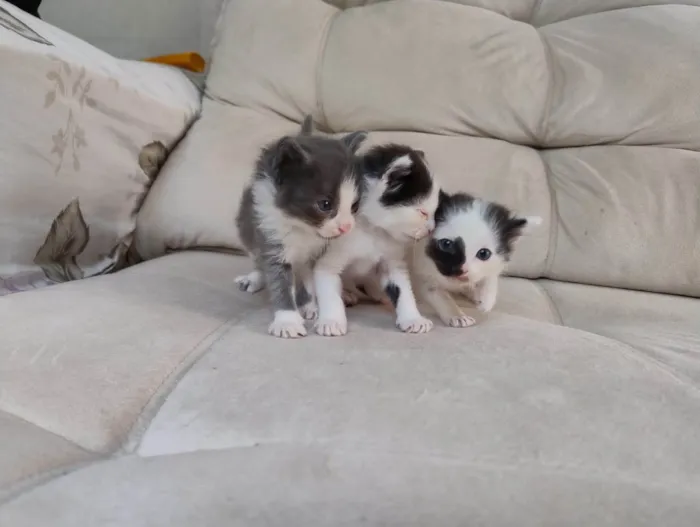 Gato ra a SRD-ViraLata idade Abaixo de 2 meses nome Gatinhos filhotes