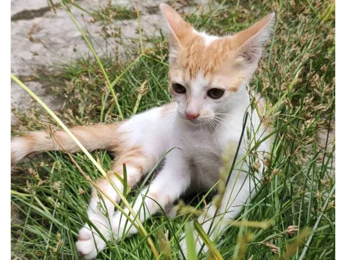 Gato ra a SRD-ViraLata idade 2 a 6 meses nome Hércules 