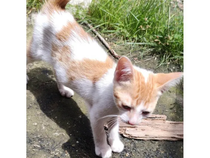 Gato ra a SRD-ViraLata idade 2 a 6 meses nome Hércules 