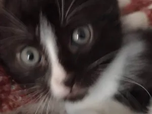 Gato raça SRD-ViraLata idade Abaixo de 2 meses nome Freddy 