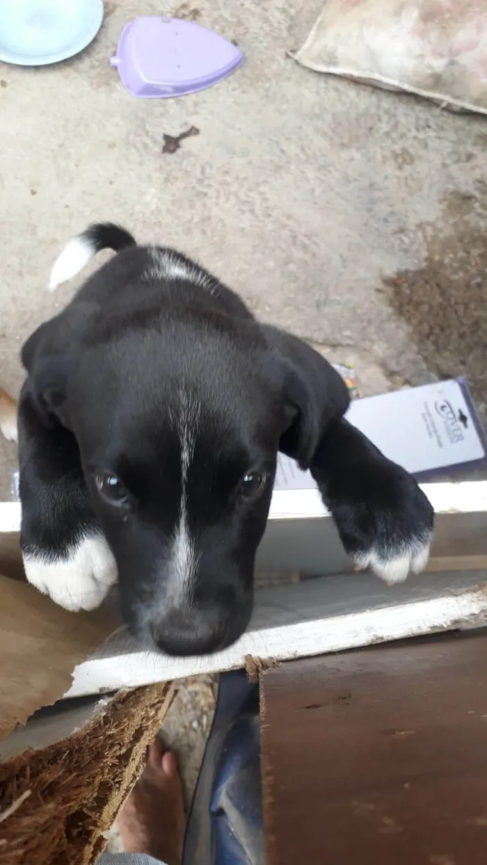 Cachorro ra a SRD-ViraLata idade 2 a 6 meses nome Gordão 