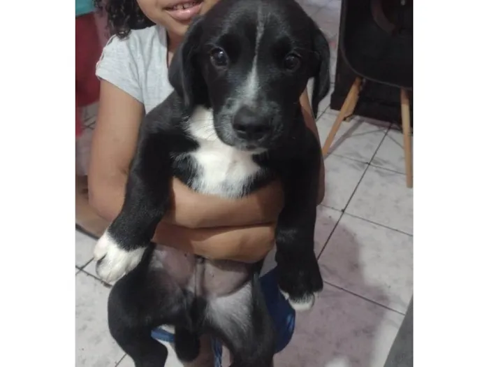 Cachorro ra a SRD-ViraLata idade 2 a 6 meses nome Gordão 