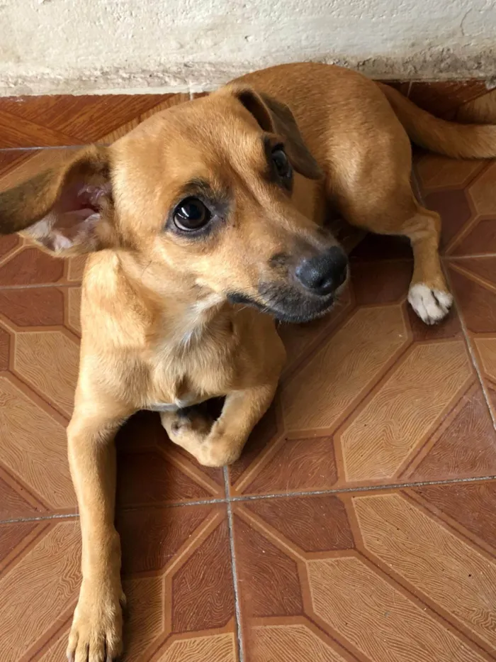 Cachorro ra a SRD-ViraLata idade 1 ano nome PAÇOCA