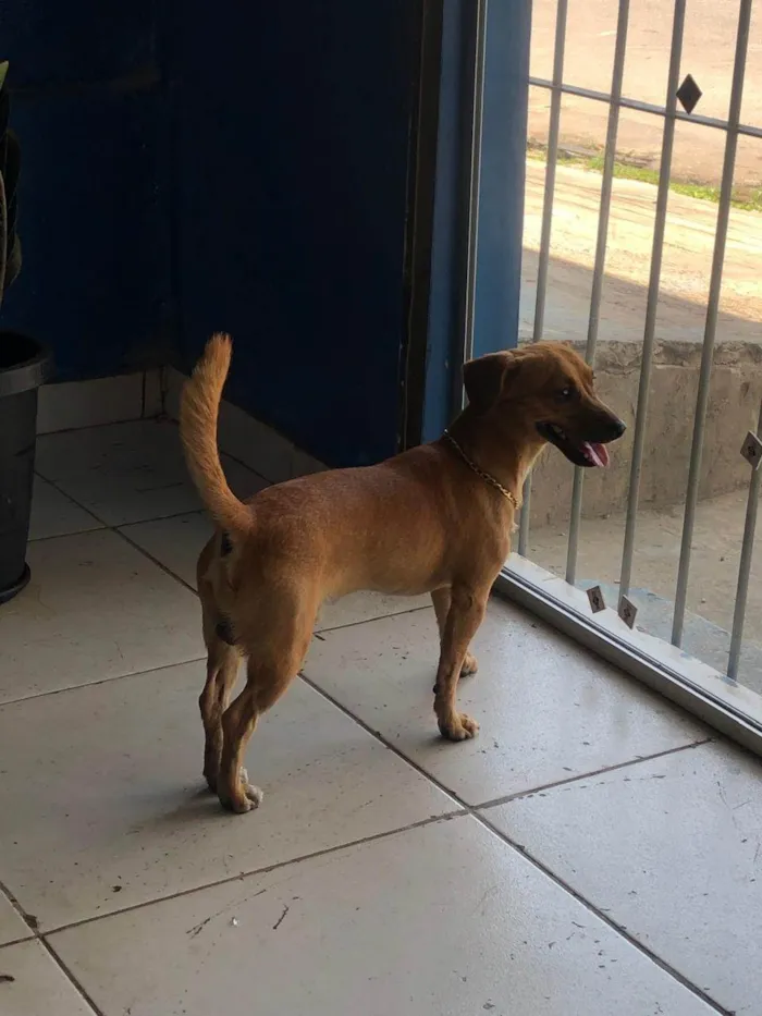 Cachorro ra a SRD-ViraLata idade 1 ano nome PAÇOCA