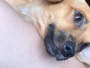 Cachorro raça SRD-ViraLata idade 1 ano nome PAÇOCA