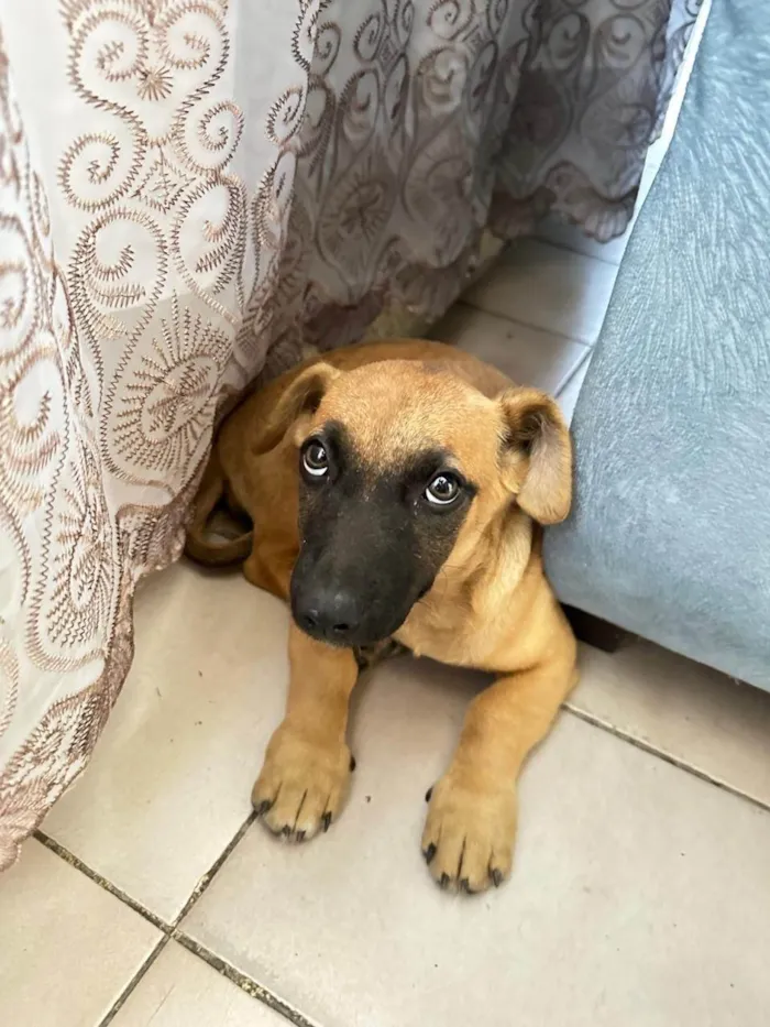 Cachorro ra a SRD-ViraLata idade 2 a 6 meses nome Lili